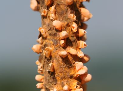 Hrdza Cronartium flaccidum