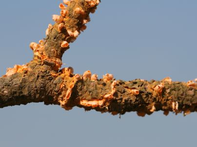 Hrdza Cronartium flaccidum