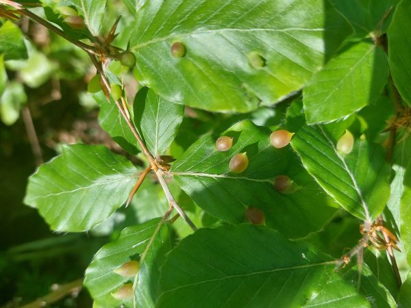 Byľomor bukov&yacute;