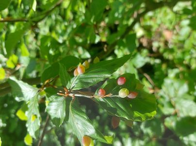 Byľomor bukov&yacute;