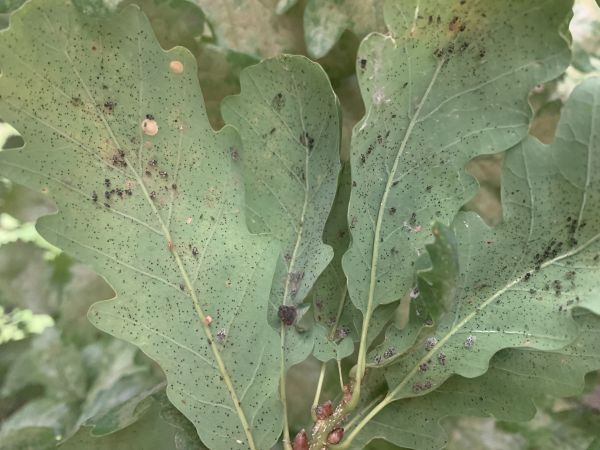 Sietnička dubov&aacute;