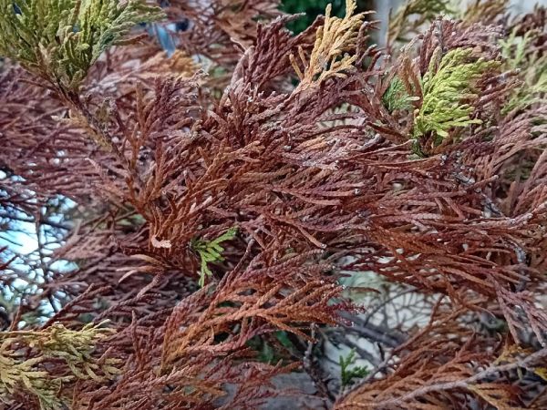 A - nejednoznačne určen&yacute;, nie sme si ist&iacute;