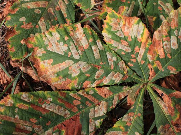 Plosk&aacute;čik paga&scaron;tanov&yacute;