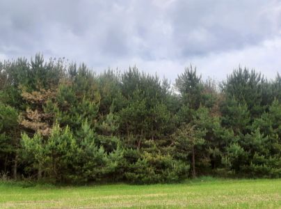 Sypavka červen&aacute;