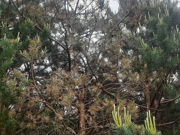 Sypavka červen&aacute;