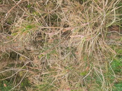 Sypavka červen&aacute;