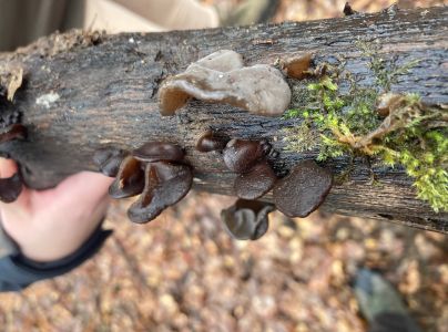 A - Ambiguously determined, we are not sure