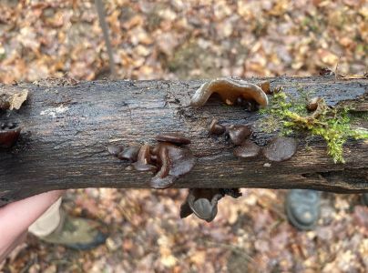 A - Ambiguously determined, we are not sure