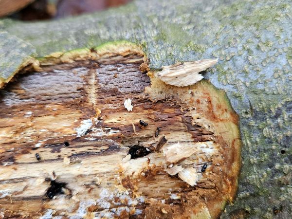 Lykožr&uacute;t bukov&yacute;