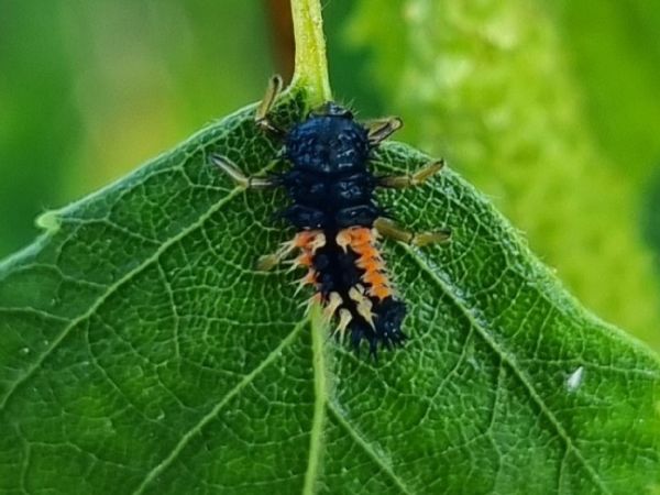 Lienka v&yacute;chodn&aacute;