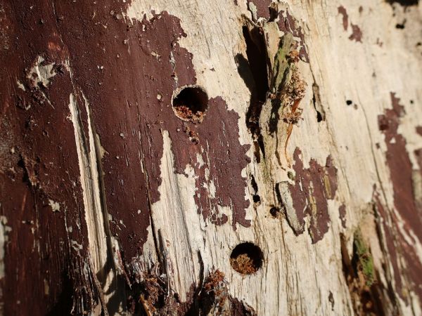 P&iacute;lovka smrekov&aacute;