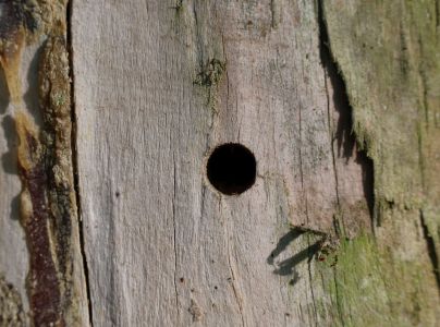 P&iacute;lovka smrekov&aacute;