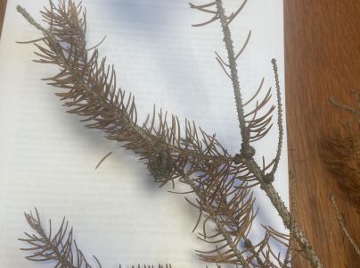 A - nejednoznačne určen&yacute;, nie sme si ist&iacute;