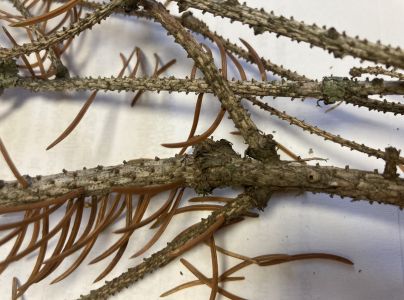 A - nejednoznačne určen&yacute;, nie sme si ist&iacute;