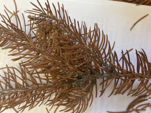 A - nejednoznačne určen&yacute;, nie sme si ist&iacute;