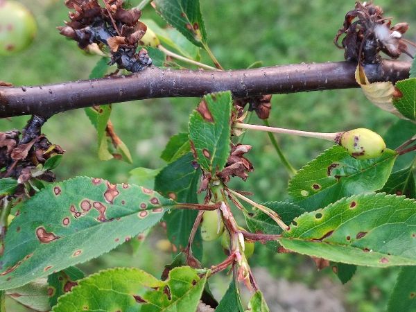 Chrastavitosť k&ocirc;stkov&iacute;n