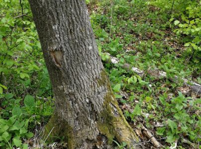 Podpňovka obyčajn&aacute;