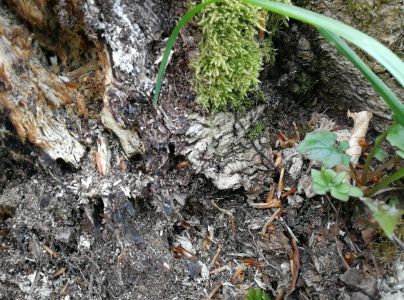 Podpňovka obyčajn&aacute;