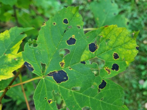 Čerň javorov&aacute;