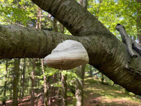 Pr&aacute;chnovec kopytovit&yacute;