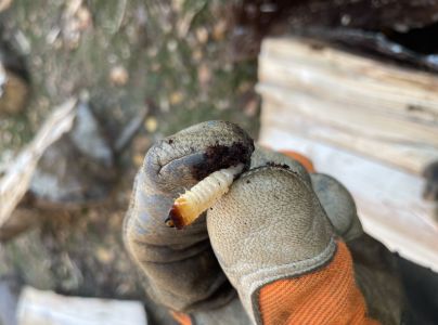 Fuz&aacute;č k&ocirc;rov&yacute;