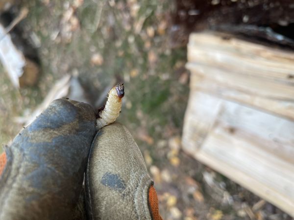 Fuz&aacute;č k&ocirc;rov&yacute;