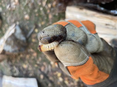 Fuz&aacute;č k&ocirc;rov&yacute;