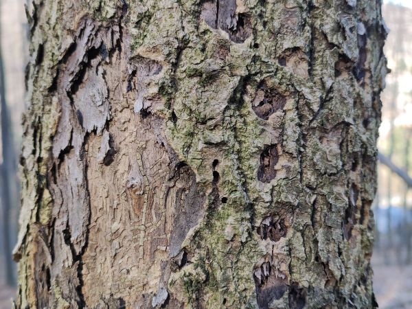 Lykokaz zrnit&yacute;