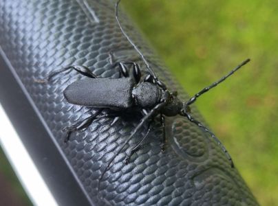 Fuz&aacute;č Ropalopus clavipes