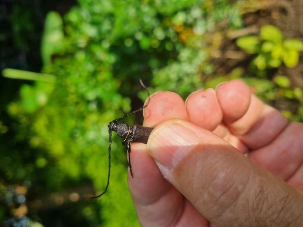 Fuz&aacute;č Ropalopus clavipes