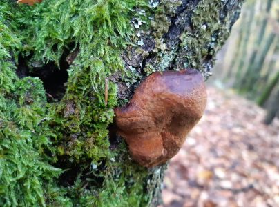 Pečeňovec dubov&yacute;