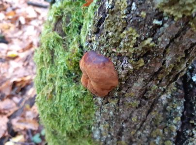 Pečeňovec dubov&yacute;