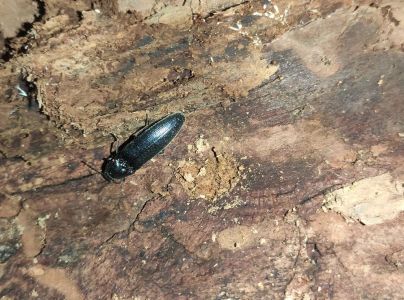 Kov&aacute;čikovit&eacute; Elateridae