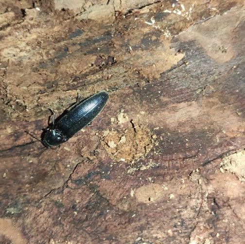 Katarína Vlasáková 