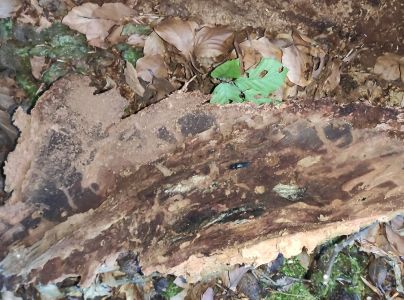 Kov&aacute;čikovit&eacute; Elateridae