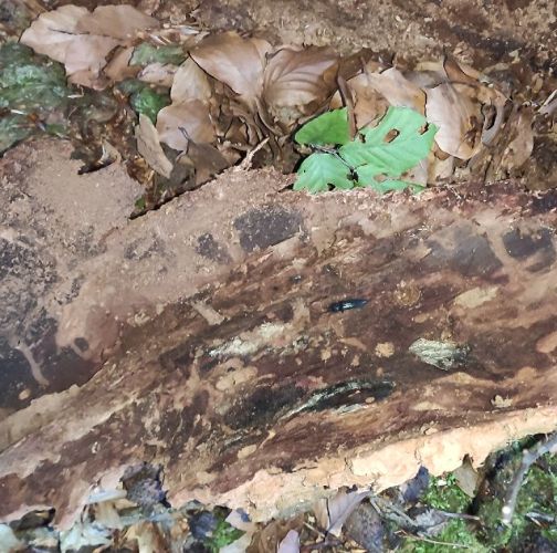 Katarína Vlasáková 