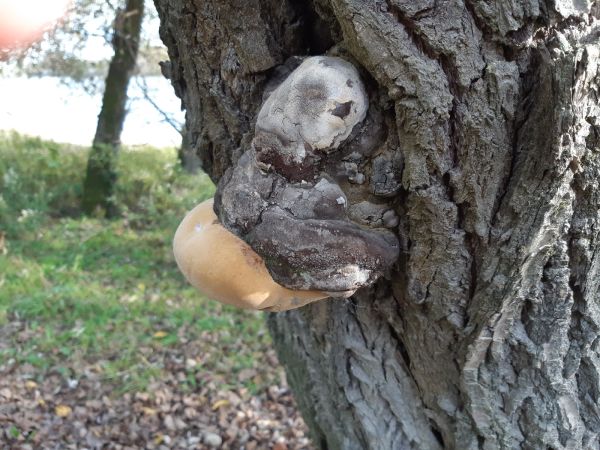 Ohňovec obyčajn&yacute;