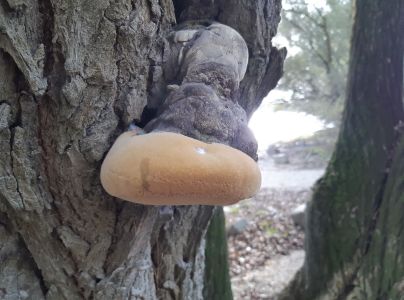 Ohňovec obyčajn&yacute;