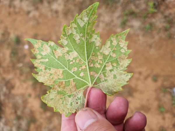 Vlnovn&iacute;k viničov&yacute;