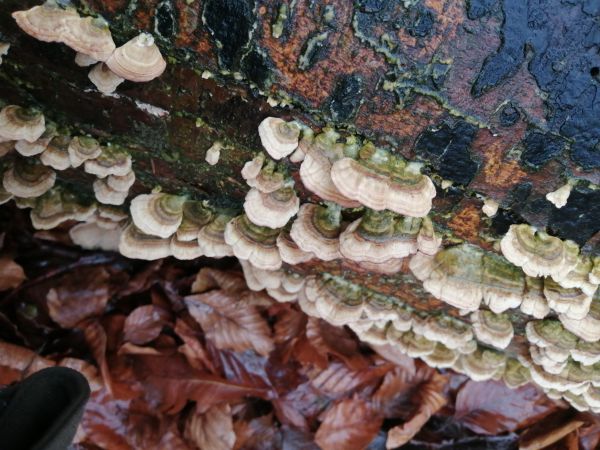 A - nie je v datab&aacute;ze