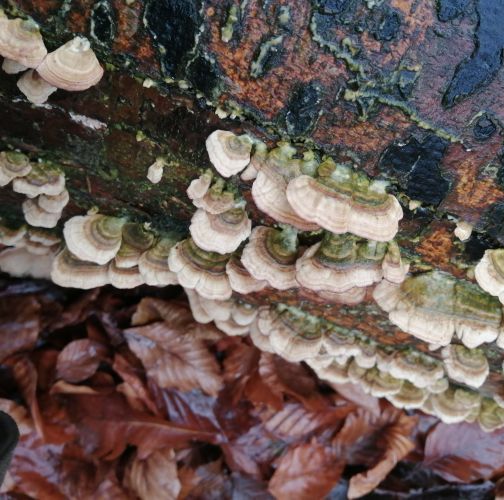 Natália Tarageľová