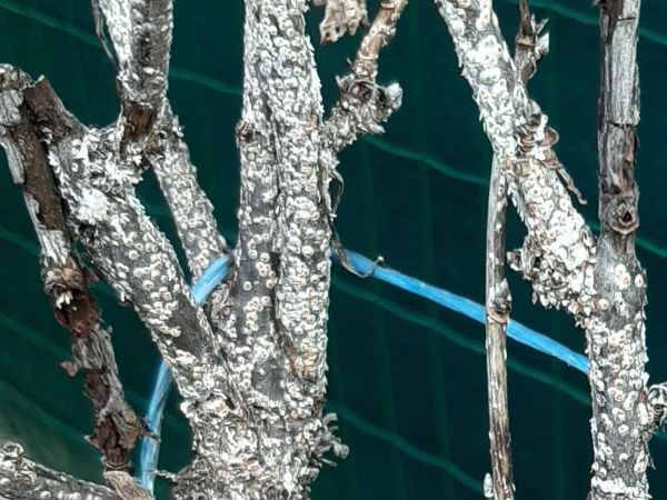 Červec brestov&yacute; 