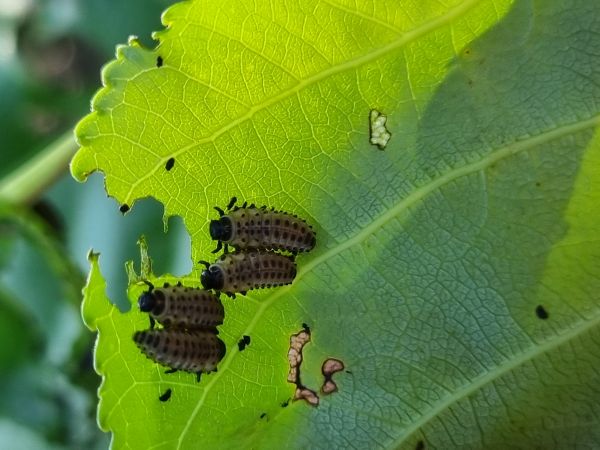 Liskavka topoľov&aacute;