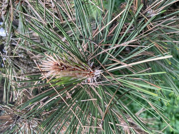 Pyknidovka beľov&aacute;