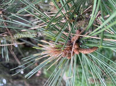 Pyknidovka beľov&aacute;