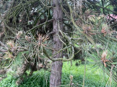 Pyknidovka beľov&aacute;