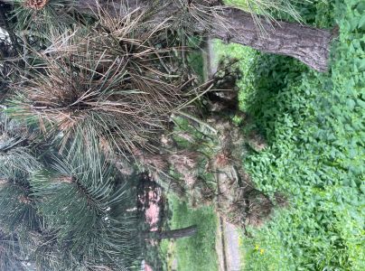 Pyknidovka beľov&aacute;