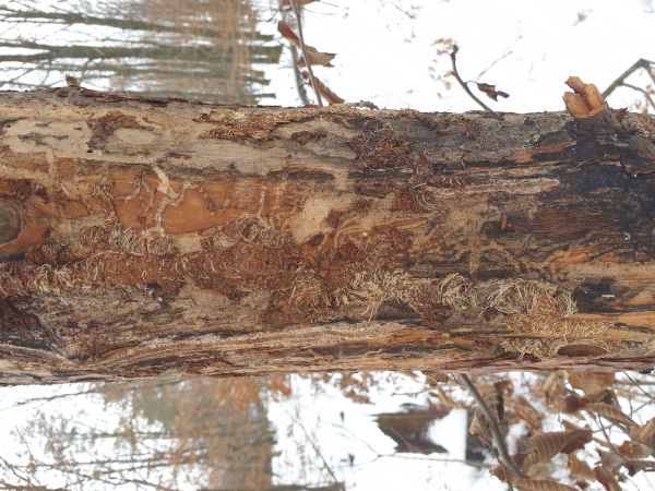 Vrz&uacute;nik Monochamus galloprovincialis 