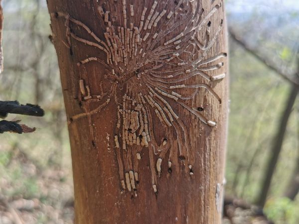 Lykokaz jaseňov&yacute;