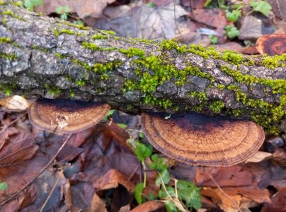 Sieťkovček červenkast&yacute;